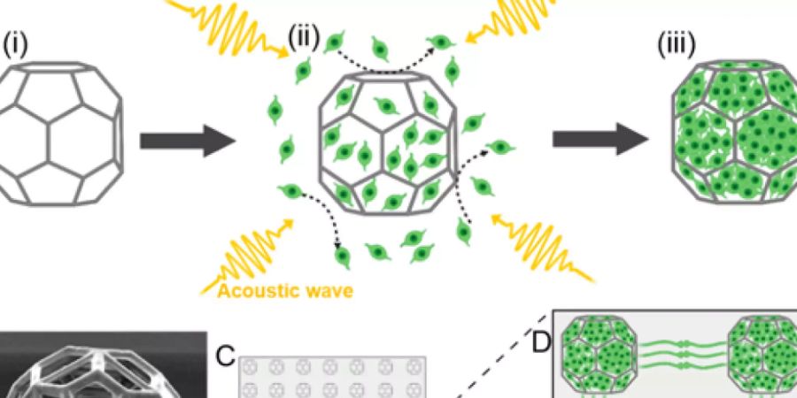 Abbildung, wie Nervenzellen mittels Schallwellen in mikroskopisch kleine, im 3D-Druck-Verfahren hergestellte Käfige gelenkt werden. (Pressebild)