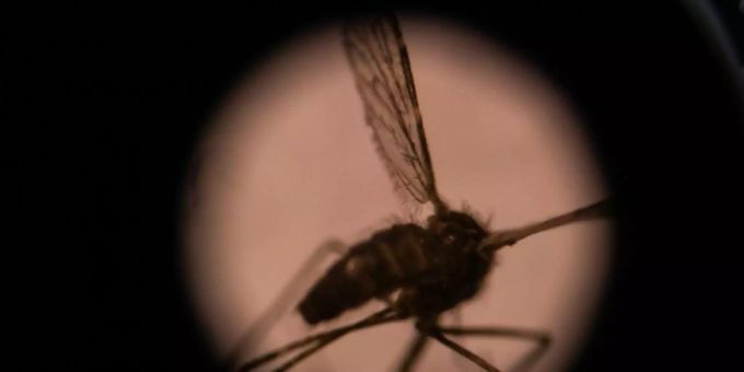 Malaria wird durch Mücken übertragen. malaria