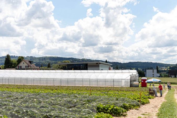 Das Treibhaus der Erdbeeren steht neben den Feldern.