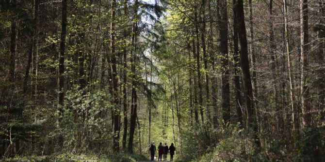 Berner Wald