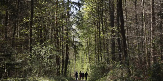 Eine Gruppe Leute spaziert durch den Bremgartenwald während der Coronavirus Pandemie, am Sonntag, 12. April 2020 in Bern. Berner Wald