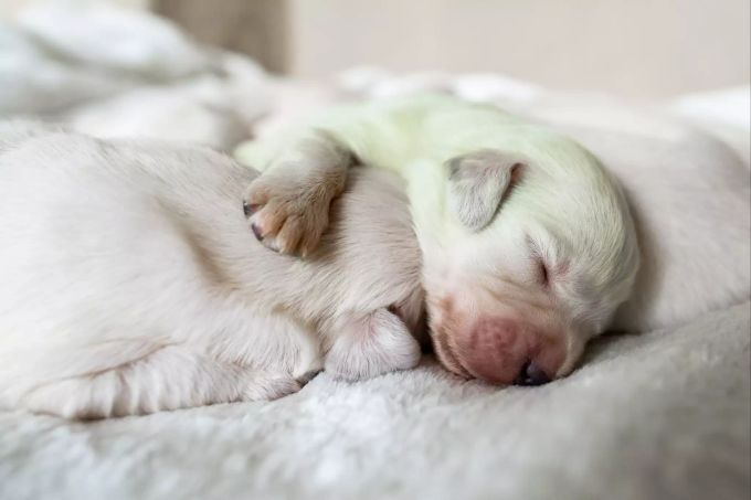 In Wermelskirchen im Rheinisch-Bergischen Kreis in Deutschland ist in einem Wurf weisser Golden-Retriever-Welpen ein mintgrüner Baby-Hund zur Welt gekommen. Hündin bringt grünen Welpen zur Welt