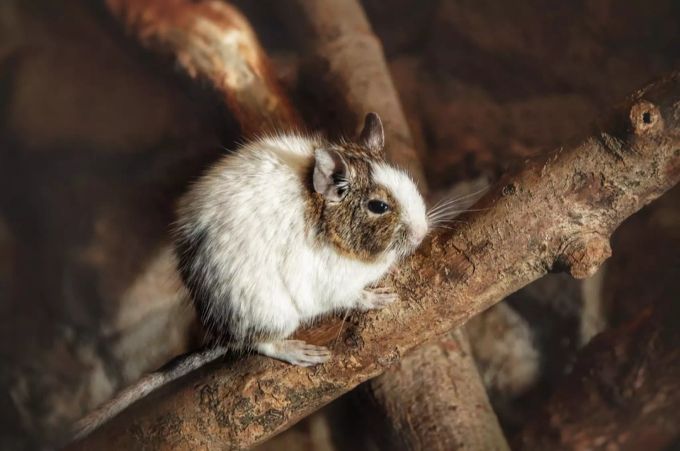Nur wenige Zoofachhandlungen würden die Informationspflicht erfüllen, kritisiert der Schweizer Tierschutz. (Symbolbild) schweizer tierschutz nagetiere