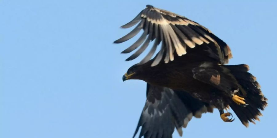 Steppenadler verbringen den Winter in Afrika und Indien