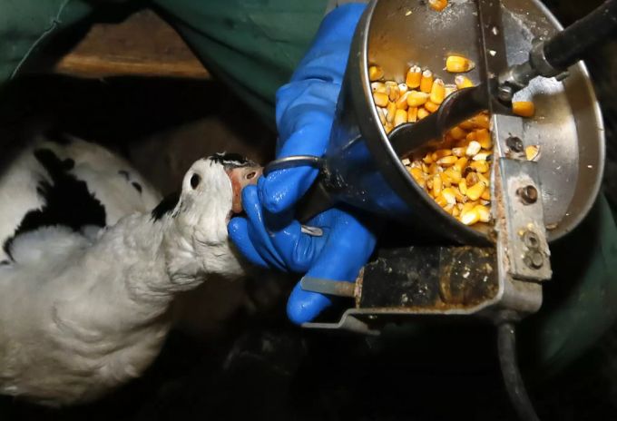 Fütterung einer Gans mit einem Trichter. foie gras