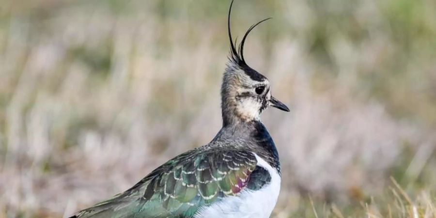 Ein Drittel der Vogelarten ist laut Vogelschutzbericht in den vergangenen zwölf Jahren im Bestand zurückgegangen, unter anderem der Kiebitz. Foto: Patrick Pleul/zb/dpa