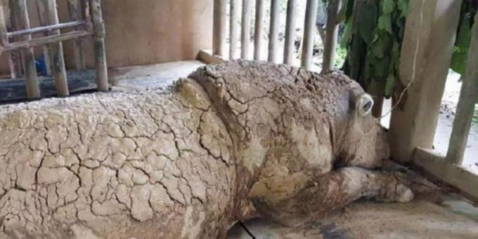 Iman, das letzte Sumatra-Nashorn Malaysias, ist gestorben. Foto: Sabah Wildlife Department (swd)/BERNAMA/dpa Iman, das letzte Sumatra-Nashorn Malaysias, ist gestorben. Foto: Sabah Wildlife Department (swd)/BERNAMA/dpa