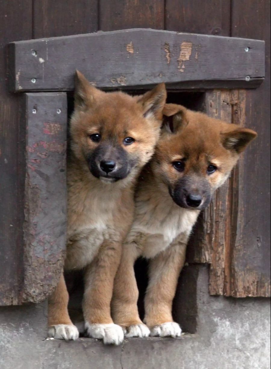 Dingos