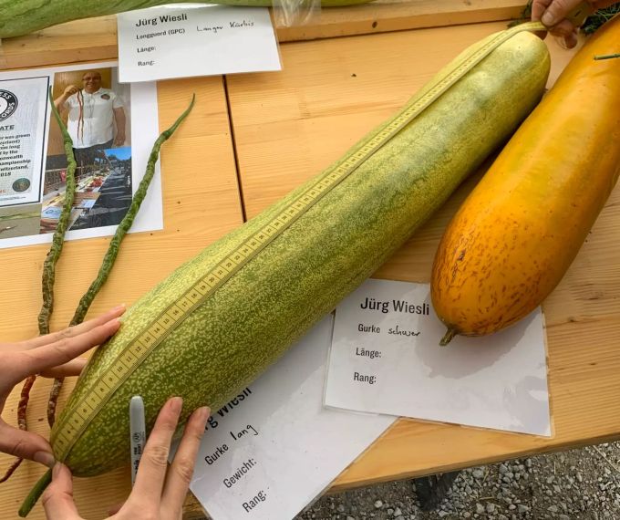 RiesenKürbis verpasst Schweizer Rekord nur knapp Nau.ch