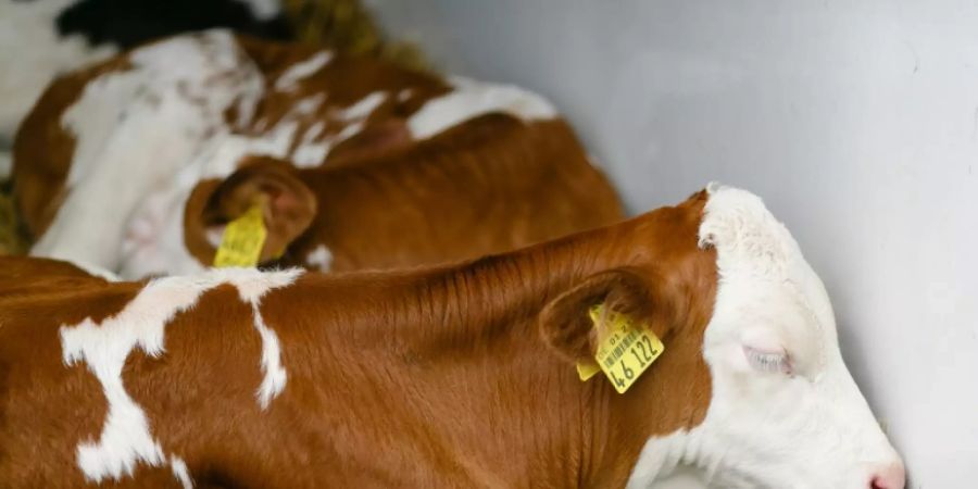 Kälber schlafen im Stall auf dem Gelände der Messe Norla