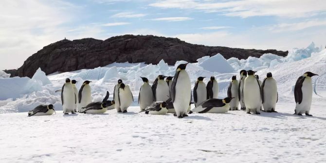 Klimawandel Kaiserpinguin