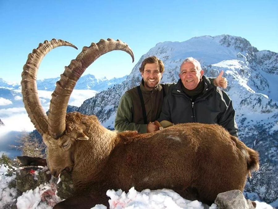 Steinbock Wallis Trophäenjagd