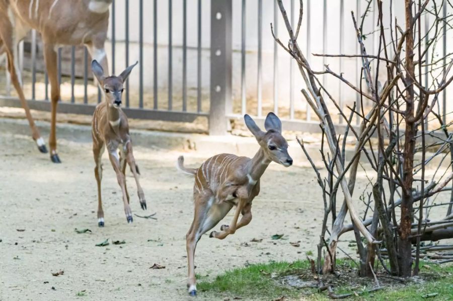 Kleine Kudus