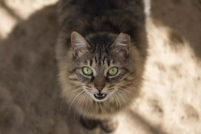 Eine Katze in einem Tierheim in Ägypten. Katzen Streunverbot
