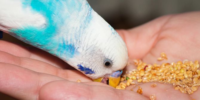 Vogel isst aus der Hand