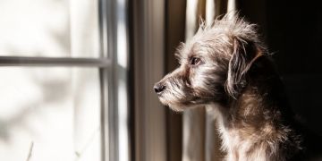 Hund am Fenster