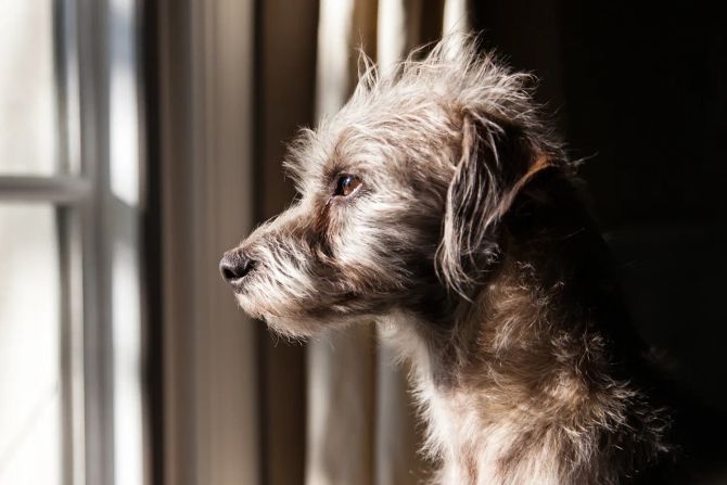 Hund am Fenster
