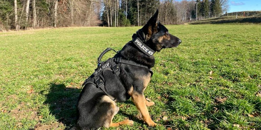 Polizeihund Nox.