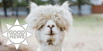 Lama