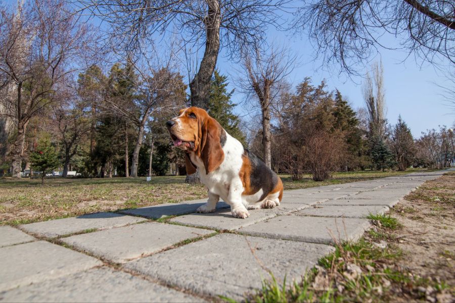 basset hound