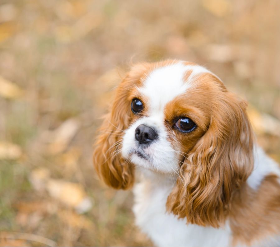 Cavalier King Charles Spaniel