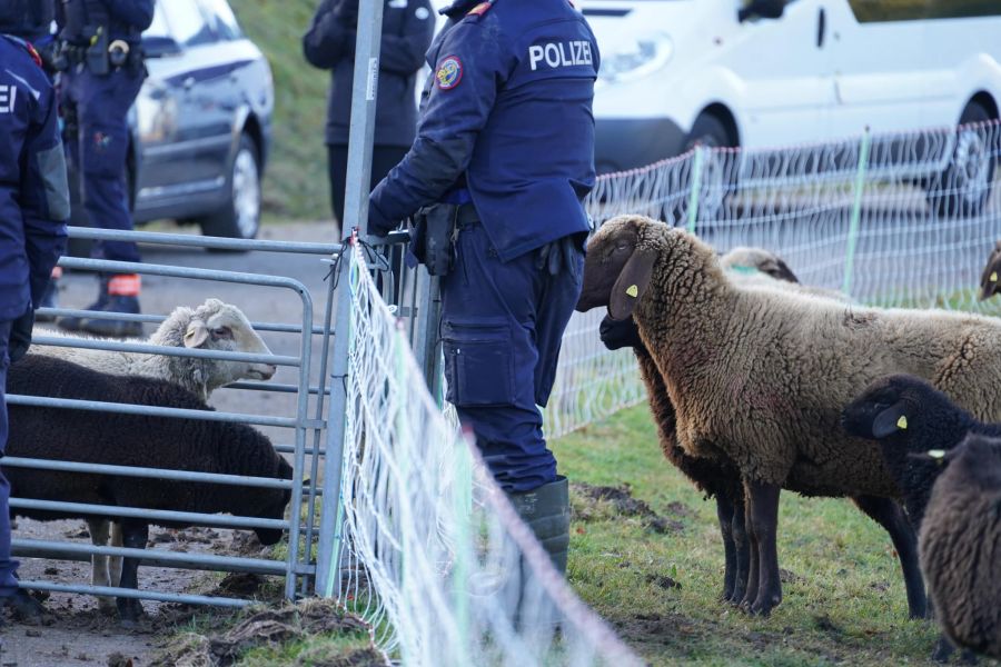 In Bäretswil ZH kontrollierte die Polizei eine Schafherde.