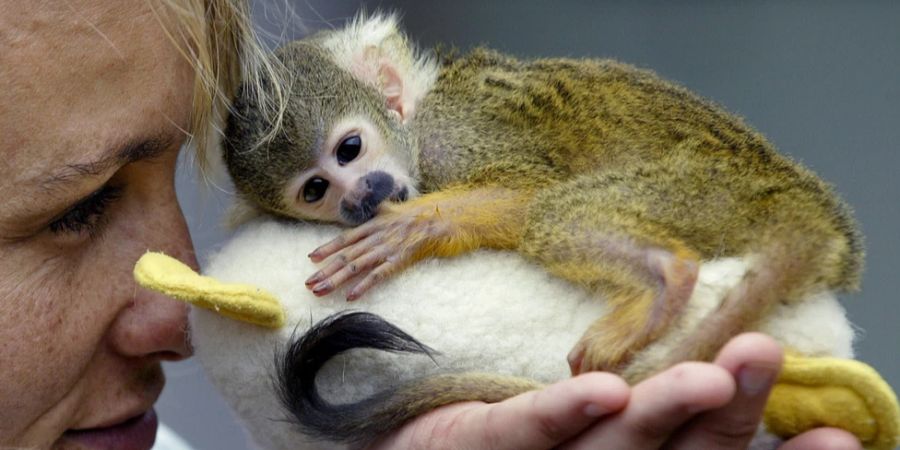 Kleiner Affe mit Tierpflegerin