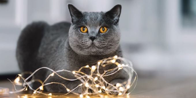 Die Britisch Kurzhaar hat eine edle Erscheinung. Britisch Kurzhaar, Katze, Rassekatze