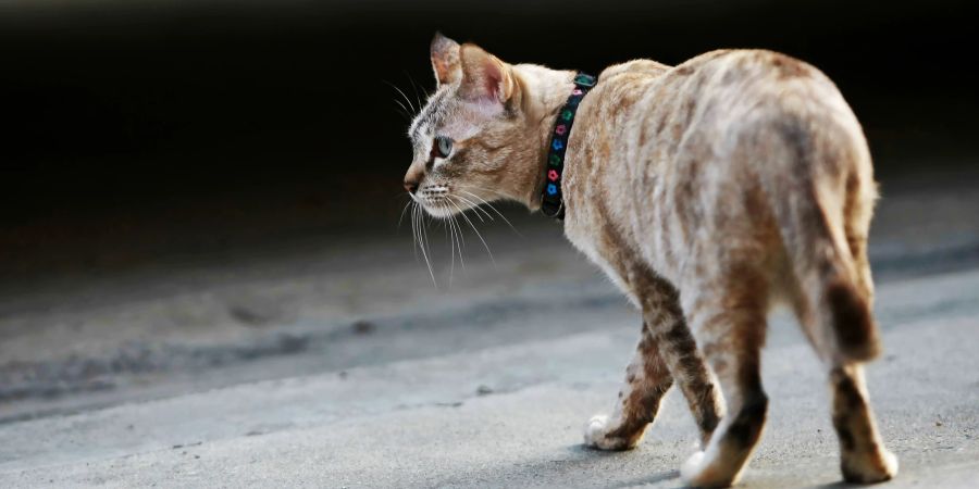 Katze auf der Strasse