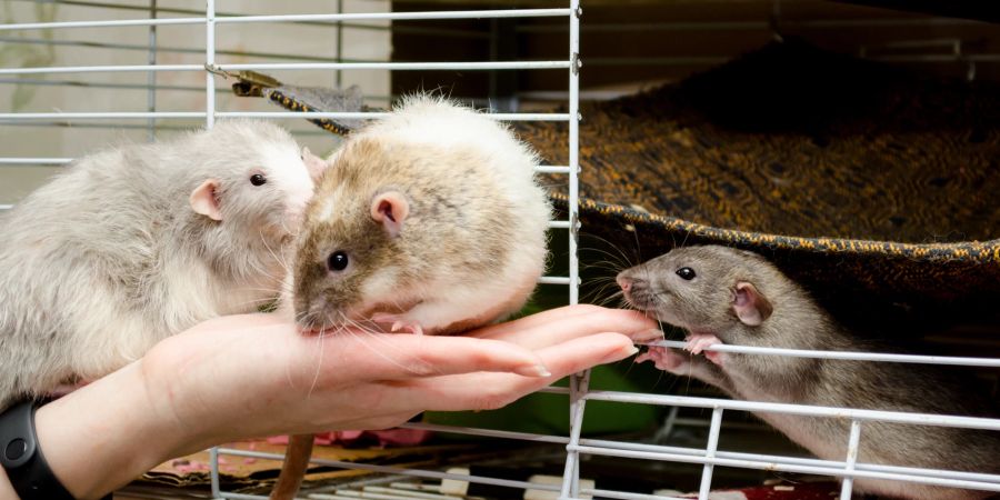 Drei Ratten am Käfig, Ratten auf Hand