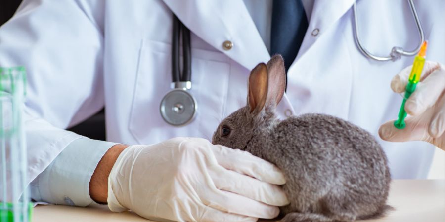 Ist das Tier in Not, sollten Tierhalter für die Erstversorgung immer schnellstmöglich die nächste Tierarztpraxis aufzuchen.
