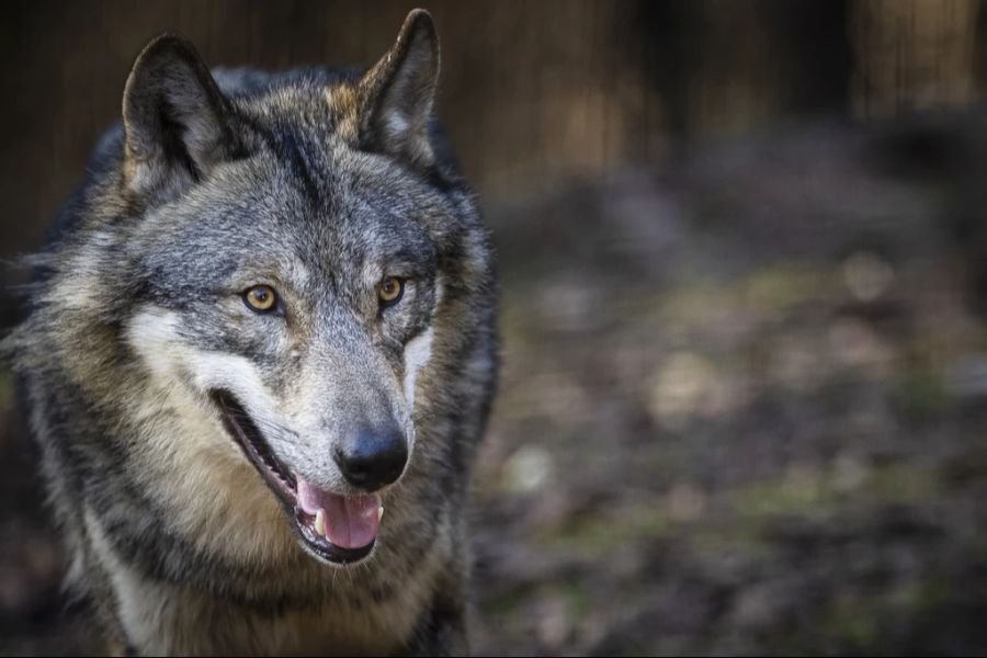 Der Zuger Bauernverband will eine Wolfsfeuerwehr einführen.