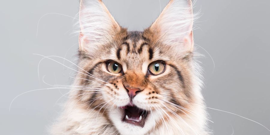 Katzen haben laut Untersuchung besonders viele Gesichtsausdrücke.
