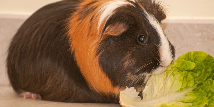 Vor allem frischer Salat eignet sich gut für Meerschweinchen