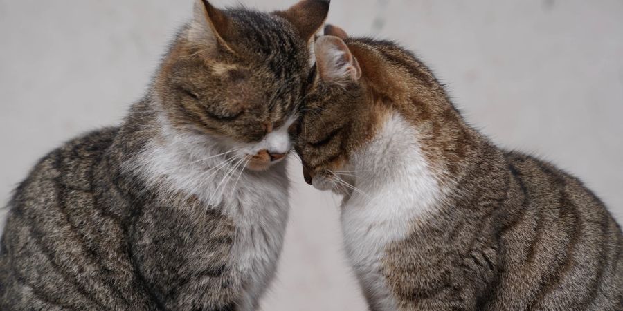Pheromone dienen unter anderem dazu, andere Katzen anzulocken.
