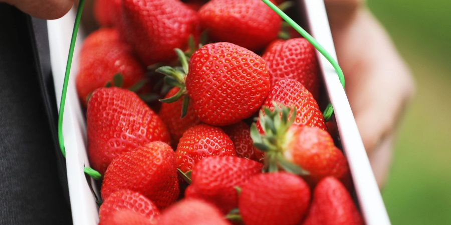 Auf dem Spargelhof in Rafz kommt es insbesondere bei Freiland-Erdbeeren regelmässig zu «Mundraub».