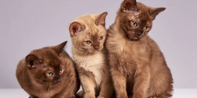 sozialhilfe katzenzucht
