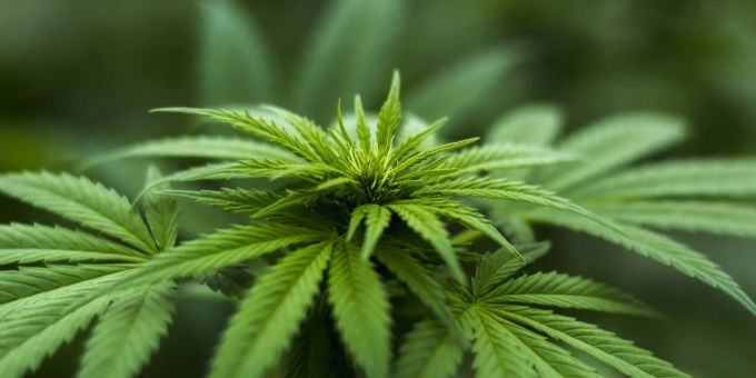 Der Anbau von Eigenbedarf und der Konsum im Privatbereich von Cannabis sind in Luxemburg nun legal. cannabis luxemburg