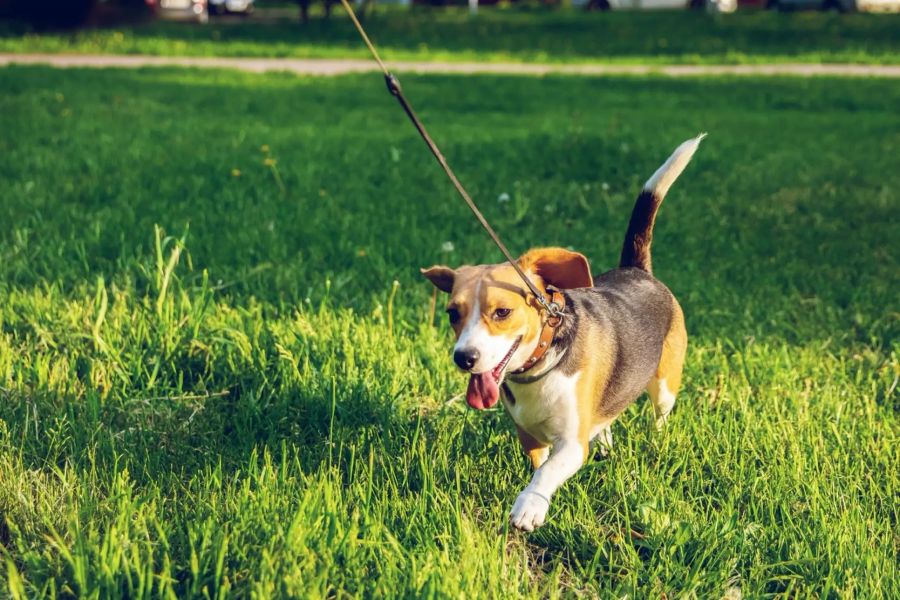 Hund auf Wiese