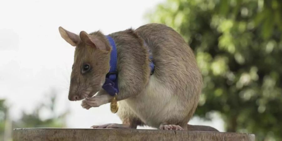 Die kambodschanische Landminen-Spürratte Magawa mit ihrer PDSA-Goldmedaille. Foto: Uncredited/People's Dispensary for Sick Animals (PDSA)/AP/dpa