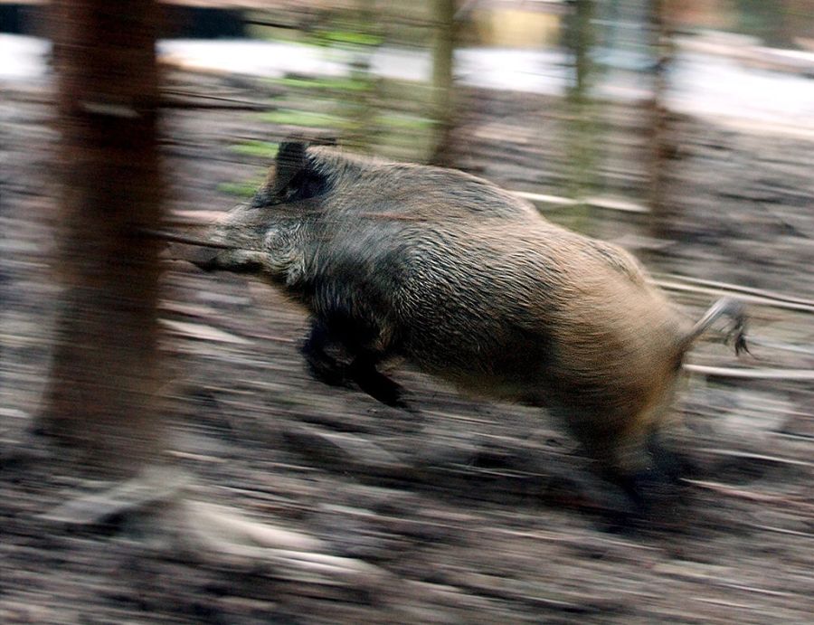 In Pratteln machten die Tiere aus einem Fussballfeld jedoch einen regelrechten Kartoffel-Acker.