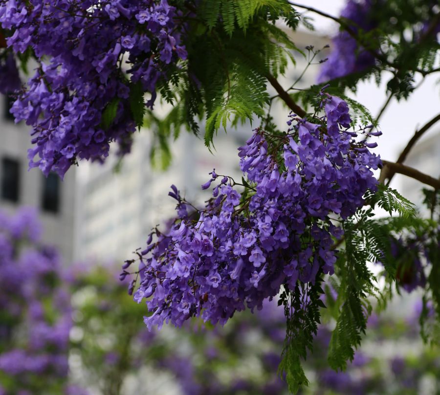 Jacaranda