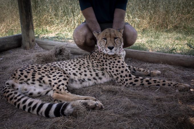 Südafrika 2023: Untersuchung in Südafrika für den VIER PFOTEN Raubtierparkbericht. Auch Geparden werden für touristische Interaktion benutzt. Vier Pfoten
