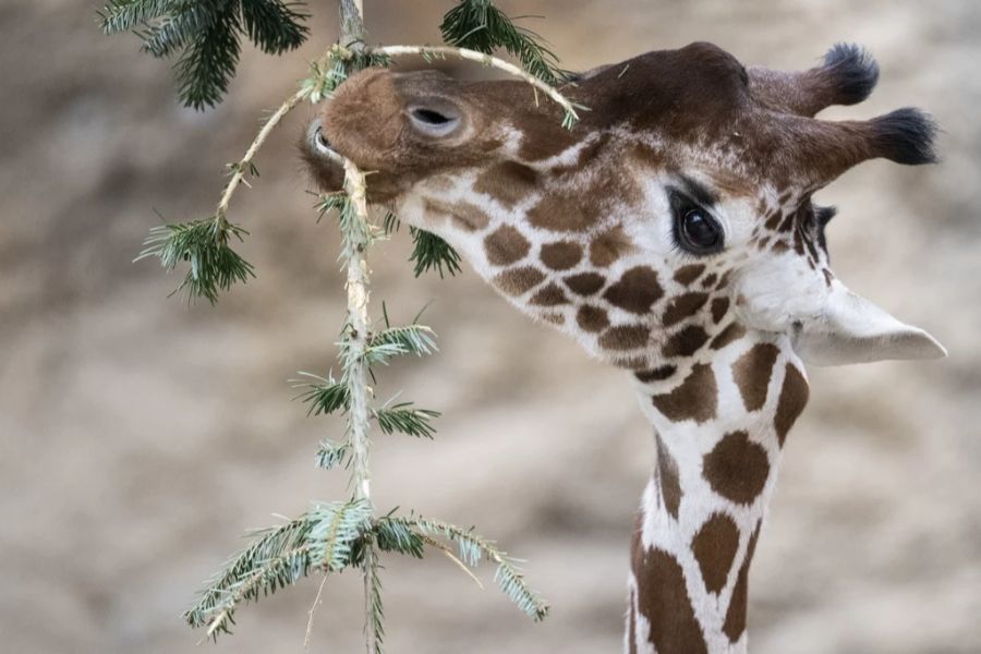 Die Hitze ist auch für Zoos und deren Tiere eine Herausforderung.
