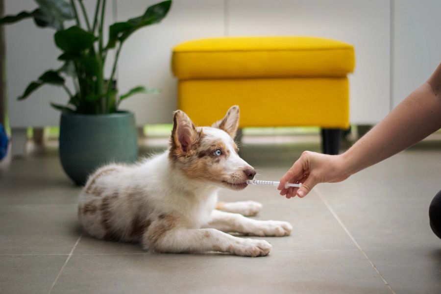 Hund Medizin Wohnraum Spritze