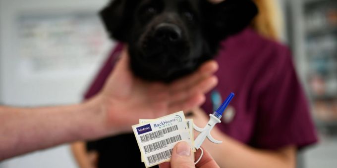 Wie ein Namensschild: Mit einem Chip können gefundene Hunde identifiziert und mit ihren Haltern vereint werden. Wie ein Namensschild: Mit einem Chip können gefundene Hunde identifiziert und mit ihren Haltern vereint werden.