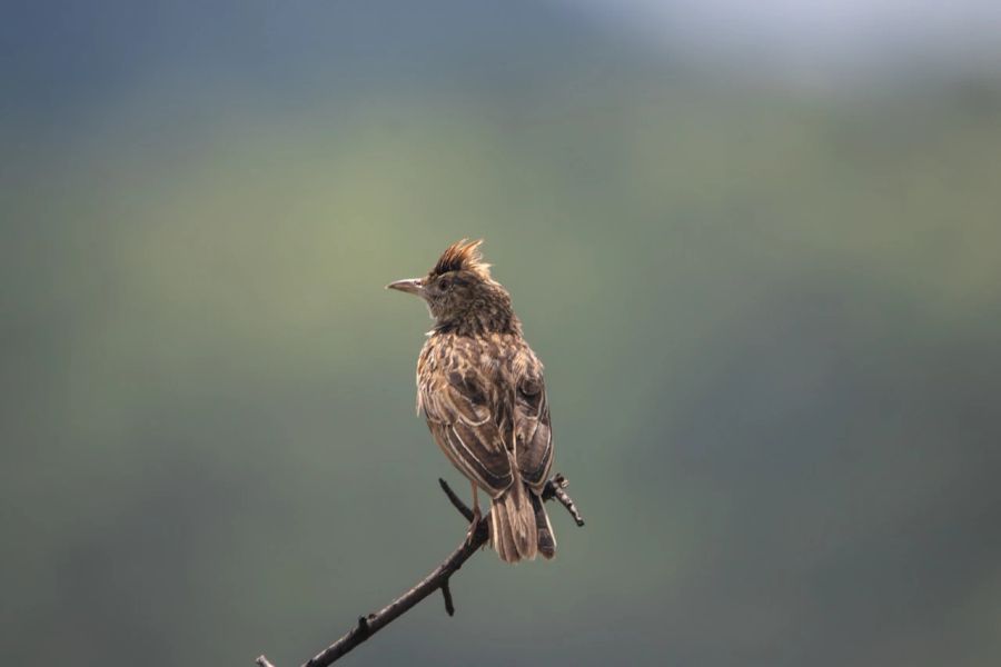 Vogel Lerche Frühaufsteher Zweig