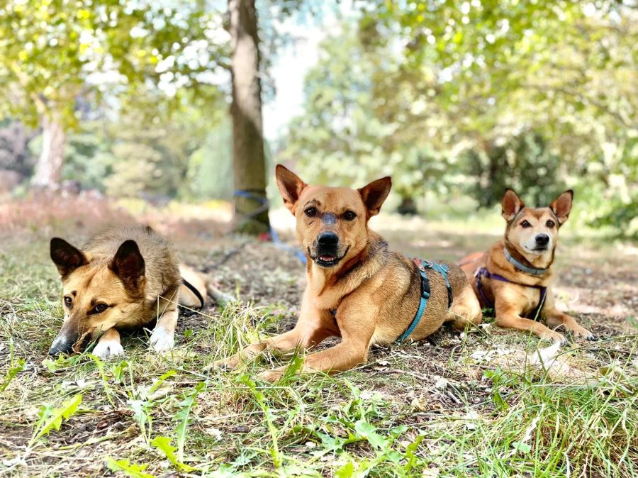 Strassenhunde aus dem Tierschutz