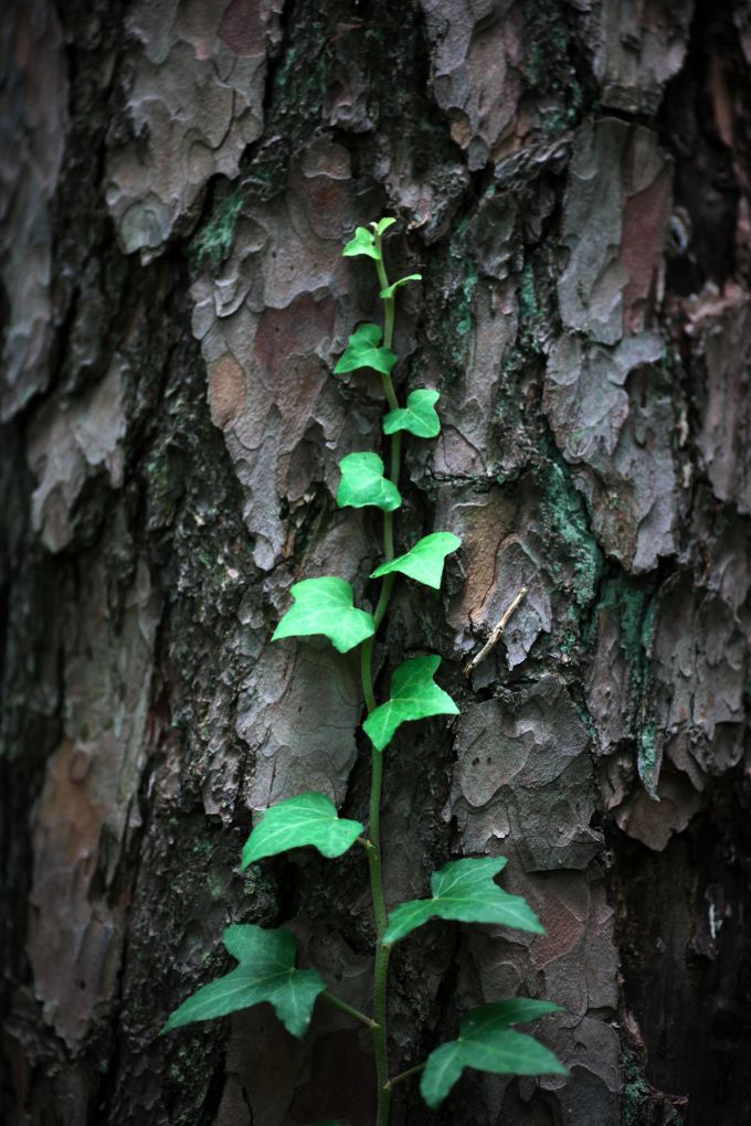 Gerade Bäume berankt der Efeu gerne. Efeu an Baum