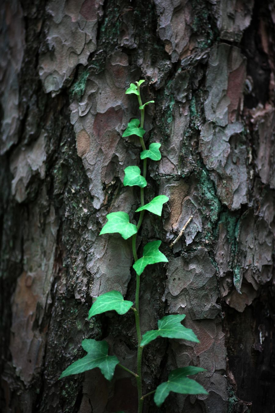 Efeu an Baum